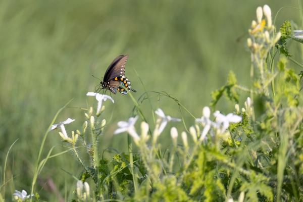 Butterfly in thistle