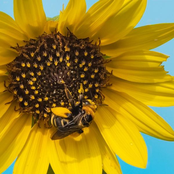 Yellow sunflower with bee