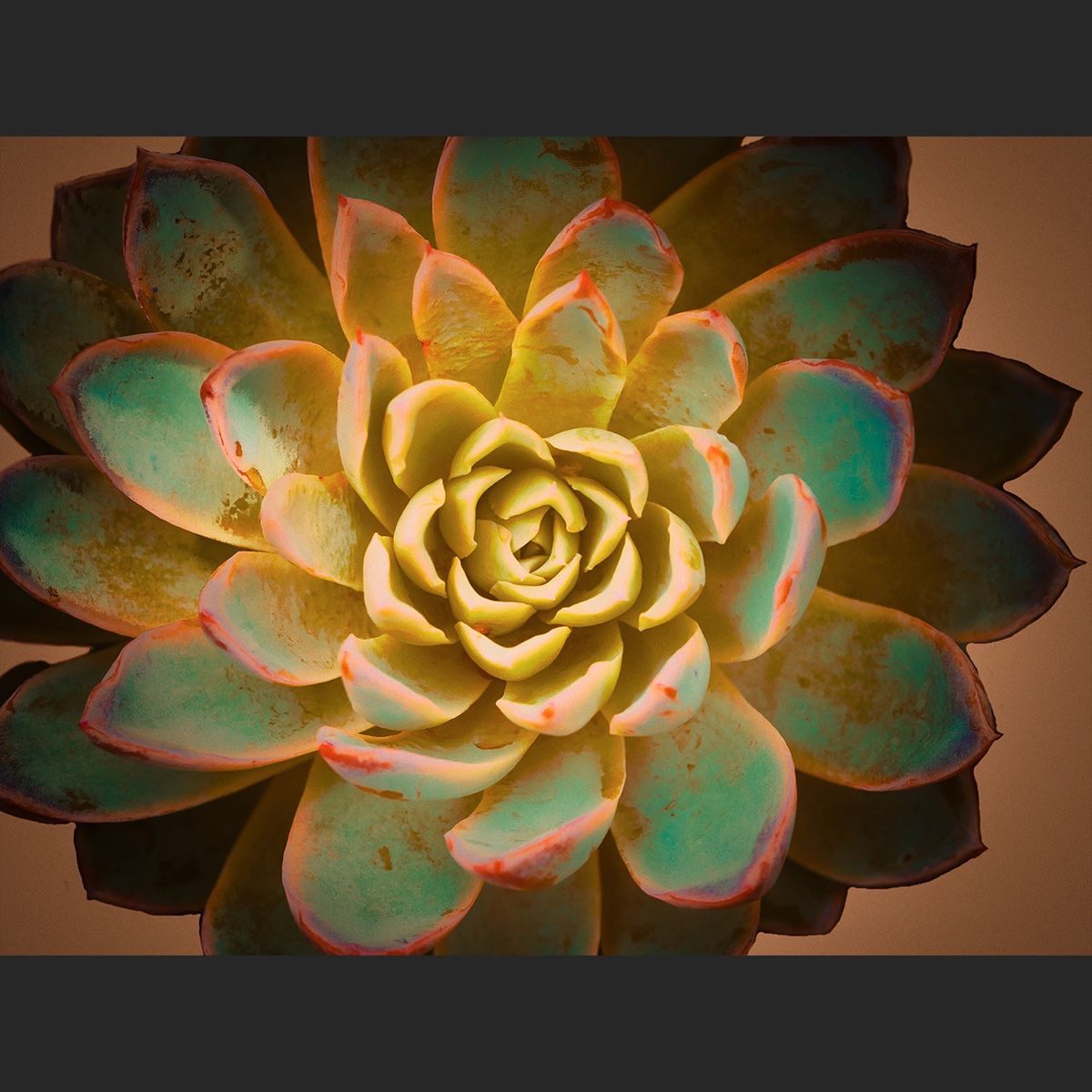 A little Rust and Turquoise Succulent