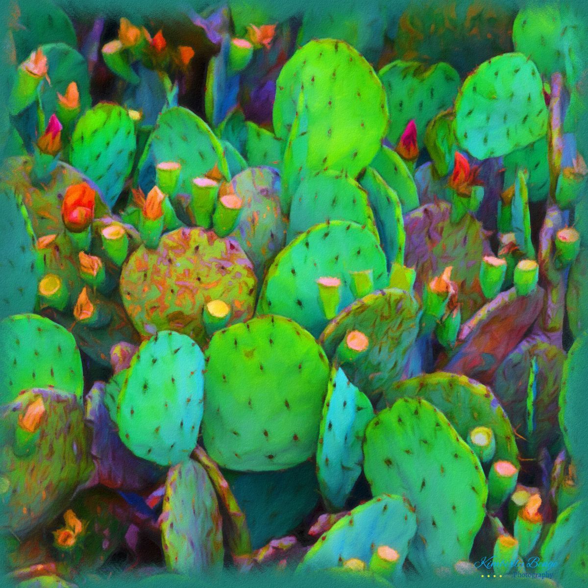 After the Cactus Bloom