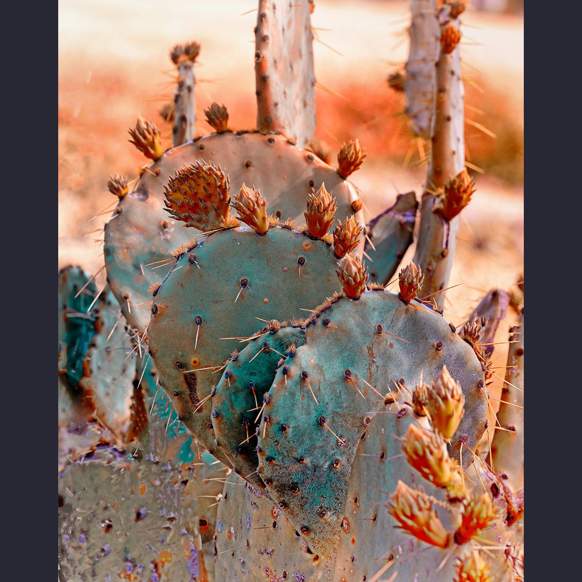 Turquoise Cactus