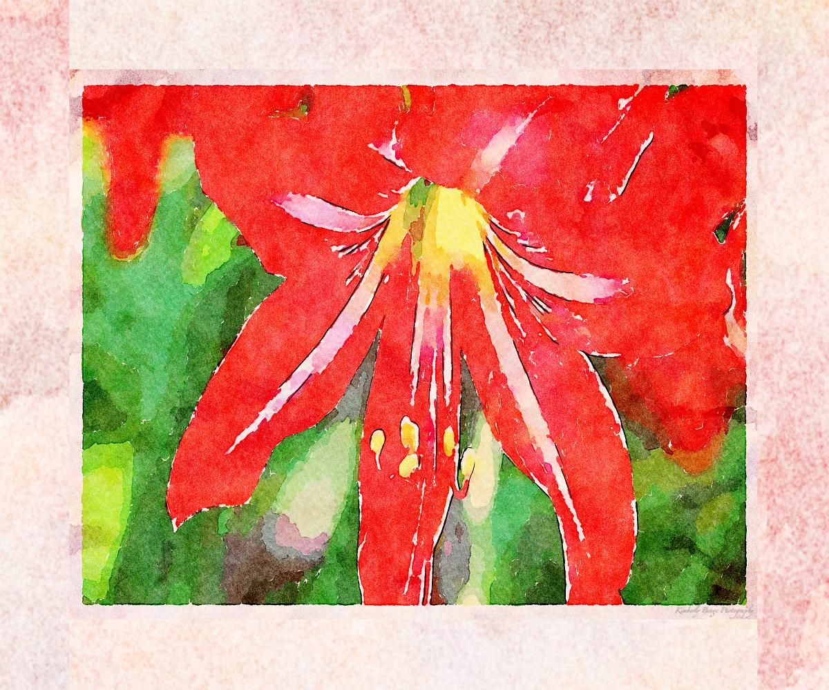 Amaryllis Red with Border