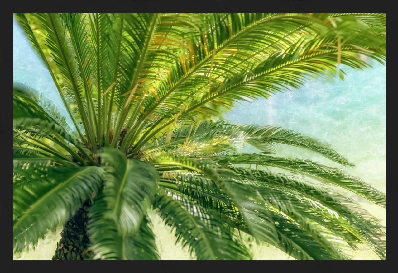 Breezy Palm Tree with floating Black Frame